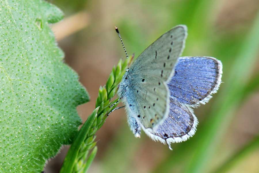 Lycaenidae da Id.